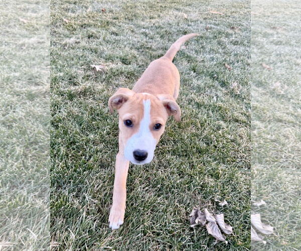 Medium Photo #7 Labrador Retriever-Unknown Mix Puppy For Sale in Plainfield, IL, USA