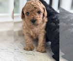 Small Photo #20 Cavapoo-Poodle (Toy) Mix Puppy For Sale in PENSACOLA, FL, USA