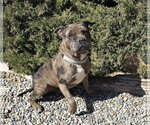 Small Photo #3 American Staffordshire Terrier-Bulldog Mix Puppy For Sale in Albuquerque, NM, USA