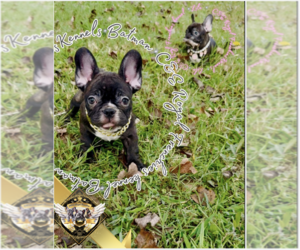 French Bulldog Puppy for sale in ATHENS, GA, USA