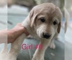 Puppy Puppy 4 Anatolian Shepherd-Kangal Dog Mix