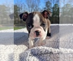 Small Photo #1 Boston Terrier Puppy For Sale in ODENVILLE, AL, USA