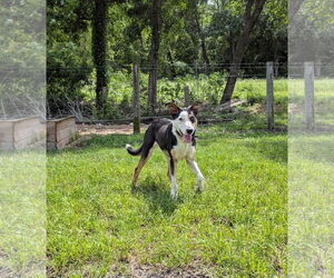 Blue - Male Australian Shepherd-Unknown Mix Dog for Adoption - Photo #3