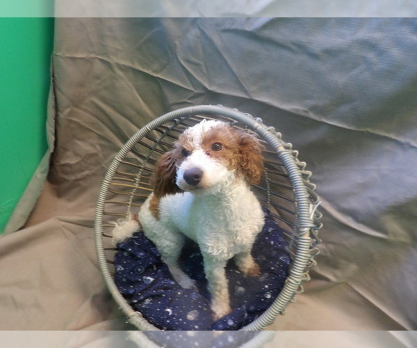 Medium Photo #1 Poodle (Miniature) Puppy For Sale in PATERSON, NJ, USA
