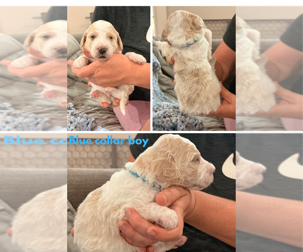 Medium Photo #2 Poodle (Standard) Puppy For Sale in CORYDON, IN, USA