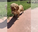 Puppy 6 Goldendoodle