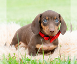 Small #4 Dachshund