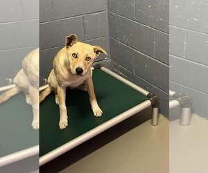 Siberian Husky-Unknown Mix Dogs for adoption in Rowlett, TX, USA