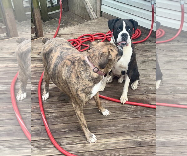 Medium Photo #2 Boxer Puppy For Sale in Dumont, NJ, USA