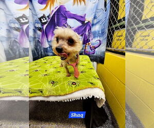 Mutt Dogs for adoption in Metairie, LA, USA