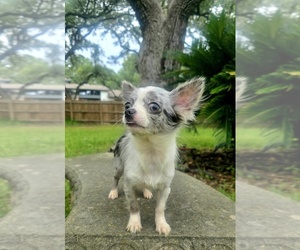 Chihuahua Puppy for sale in SAN ANTONIO, TX, USA