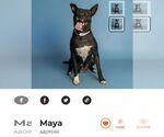 Small #6 American Pit Bull Terrier