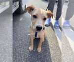 Small #1 American Pit Bull Terrier Mix