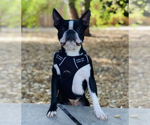 Father of the Boston Terrier puppies born on 07/19/2025
