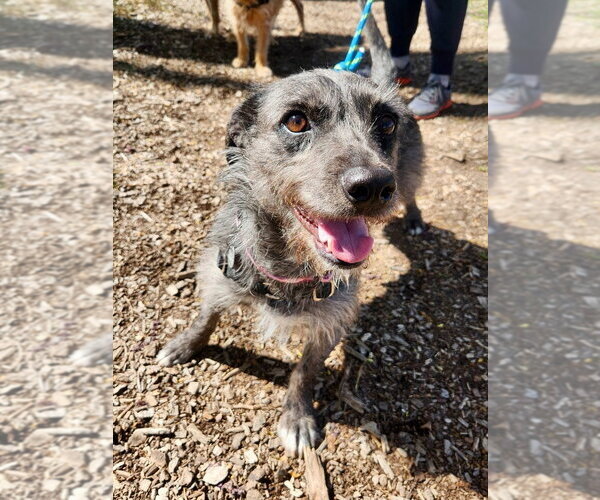 Medium Photo #1 Mutt Puppy For Sale in Salt Lake City, UT, USA