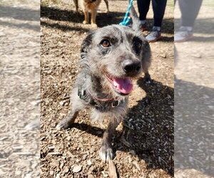 Mutt Dogs for adoption in Salt Lake City, UT, USA