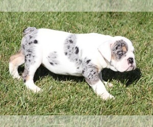 Bulldog Puppy for sale in MARSHFIELD, MO, USA