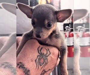 Chihuahua Puppy for sale in TUCSON, AZ, USA