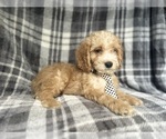 Small #3 Cockapoo