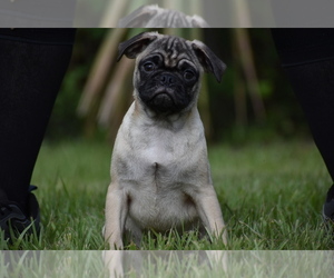 Pug Puppy for sale in PALM COAST, FL, USA