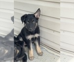 Puppy Purple Female German Shepherd Dog