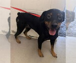 JESS - Female Rottweiler-Unknown Mix Dog for Adoption - Small photo