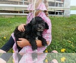 Image preview for Ad Listing. Nickname: Missy Pea Poodl