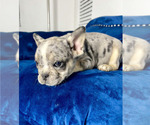 Small Photo #2 French Bulldog Puppy For Sale in CHATTANOOGA, TN, USA
