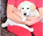 Small Photo #2 Labrador Retriever-Samoyed Mix Puppy For Sale in SUGAR CITY, ID, USA