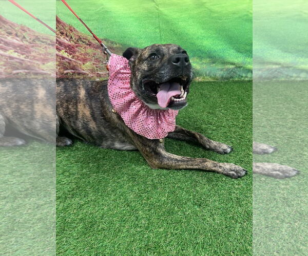 Medium Photo #2 Mutt Puppy For Sale in Euless, TX, USA