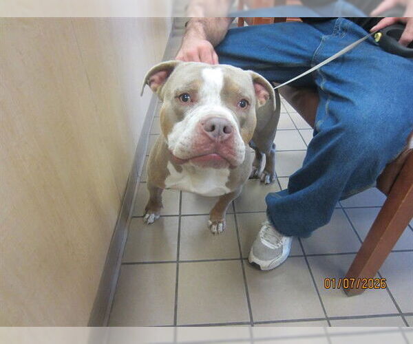 Medium Photo #1 American Pit Bull Terrier-Unknown Mix Puppy For Sale in Ocala, FL, USA