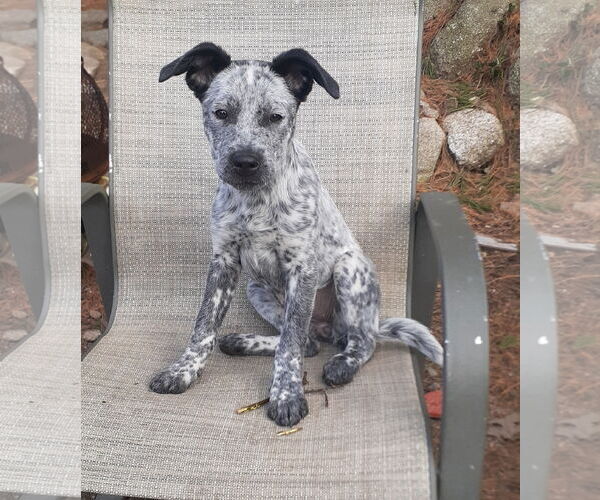 Medium Photo #11 Mutt Puppy For Sale in Garden City, NY, USA