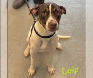 American Staffordshire Terrier-Pointer Mix Dogs for adoption in Princeton, MN, USA