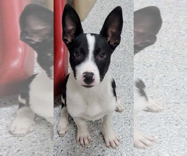 Medium Photo #1 Border Collie Puppy For Sale in Highland, IL, USA