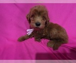 Small #1 Goldendoodle