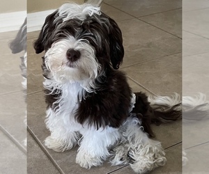 Havanese Puppy for sale in TRINITY, FL, USA