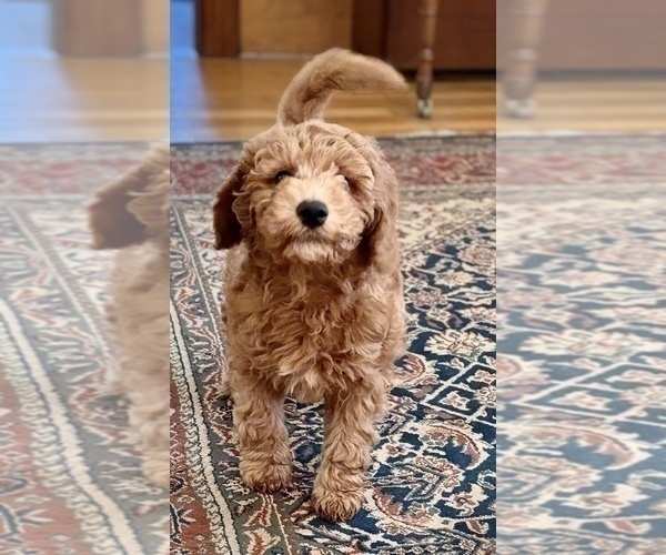 Medium Photo #5 Goldendoodle (Miniature) Puppy For Sale in SAINT MARYS, KS, USA