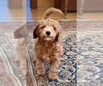 Small #4 Goldendoodle (Miniature)