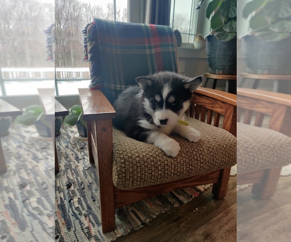 Medium Photo #11 Siberian Husky Puppy For Sale in AUBURN, NY, USA