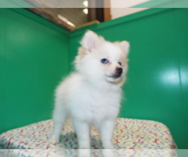 Medium Photo #6 Pomeranian Puppy For Sale in PATERSON, NJ, USA