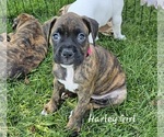Image preview for Ad Listing. Nickname: Harley
