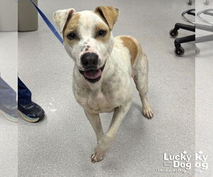 Mutt Dogs for adoption in Washington, DC, USA