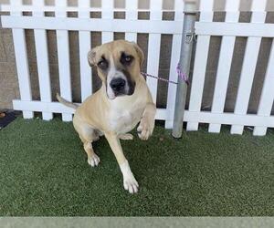 Mutt Dogs for adoption in Modesto, CA, USA