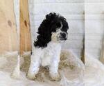 Small Photo #6 Cocker Spaniel-Poodle (Miniature) Mix Puppy For Sale in FREDERICKSBG, OH, USA