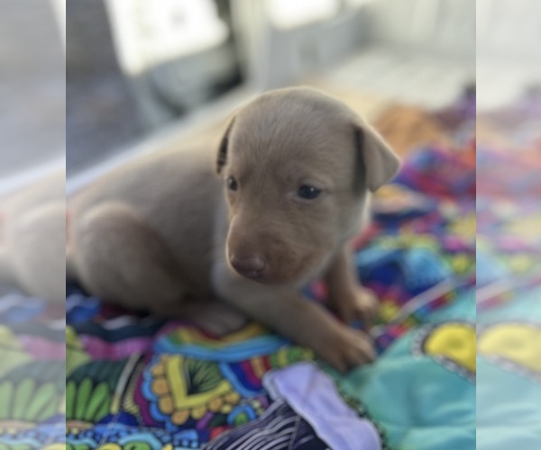 Medium Photo #9 Labrador Retriever Puppy For Sale in LEASBURG, MO, USA