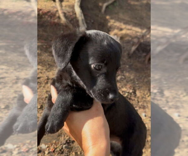 Medium Photo #3 Mutt Puppy For Sale in San Diego, CA, USA