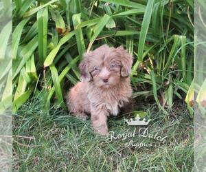 ShihPoo Puppy for sale in LE MARS, IA, USA