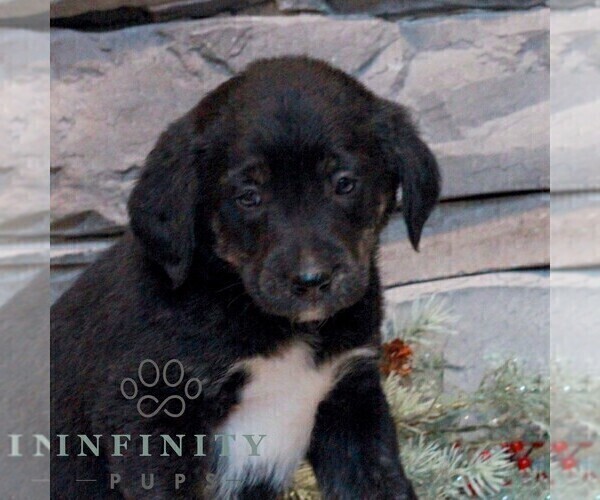 Medium Photo #1 Bernedoodle (Miniature)-Labrador Retriever Mix Puppy For Sale in LEBANON, PA, USA