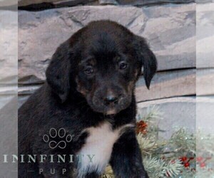 Bernedoodle (Miniature)-Labrador Retriever Mix Puppy for sale in LEBANON, PA, USA