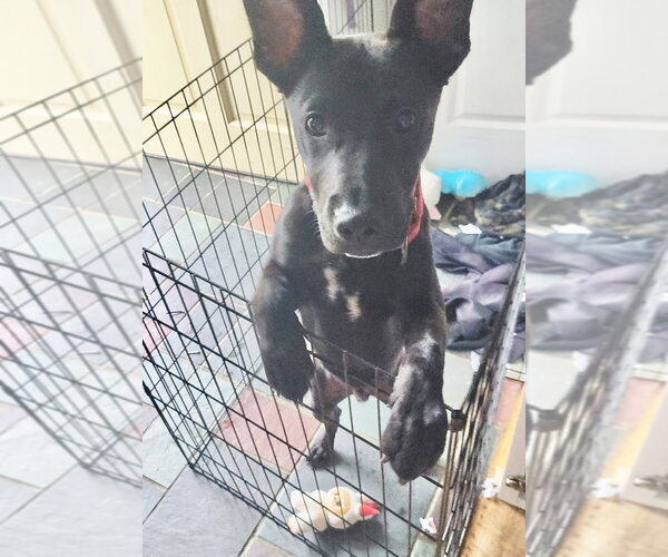 Medium Photo #12 Labrador Retriever-Unknown Mix Puppy For Sale in Brewster, NY, USA